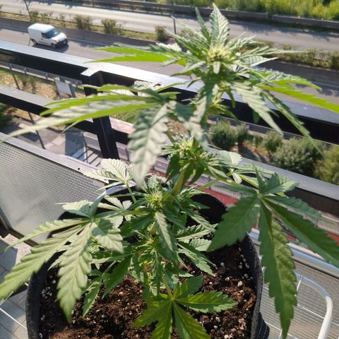 Juliet growlog timeline photo