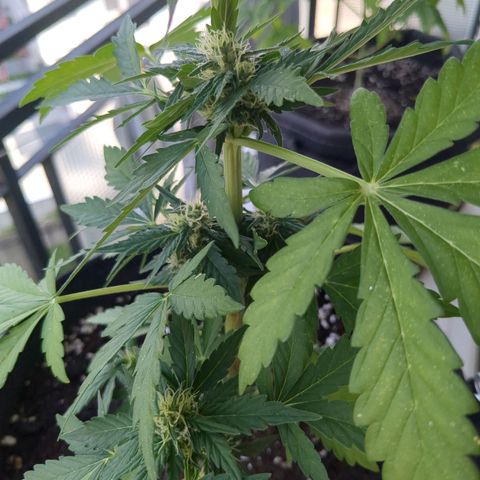 Juliet growlog timeline photo