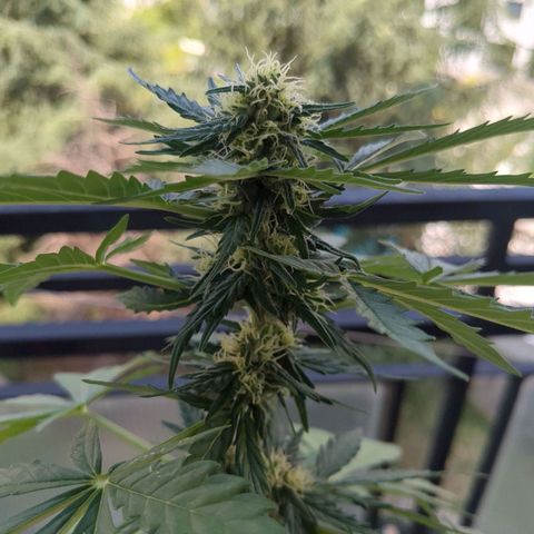 Juliet growlog timeline photo