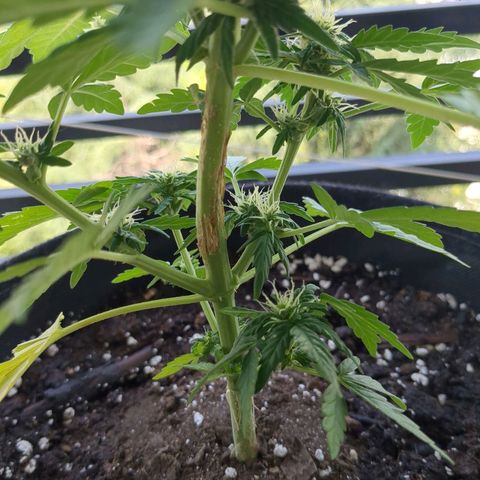 Juliet growlog timeline photo