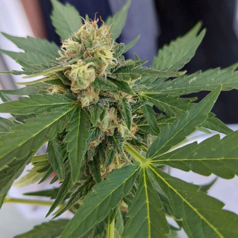 Juliet growlog timeline photo