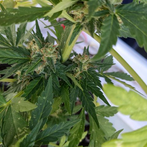 Juliet growlog timeline photo