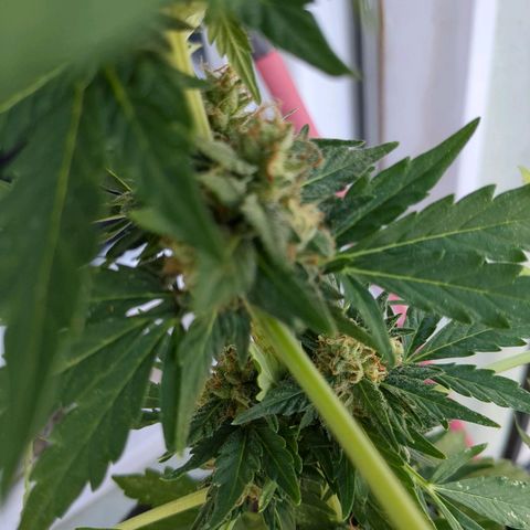 Juliet growlog timeline photo