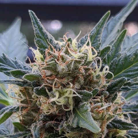 Juliet growlog timeline photo