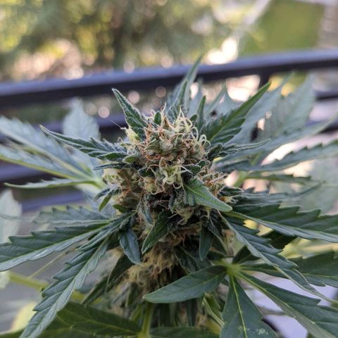 Juliet growlog timeline photo
