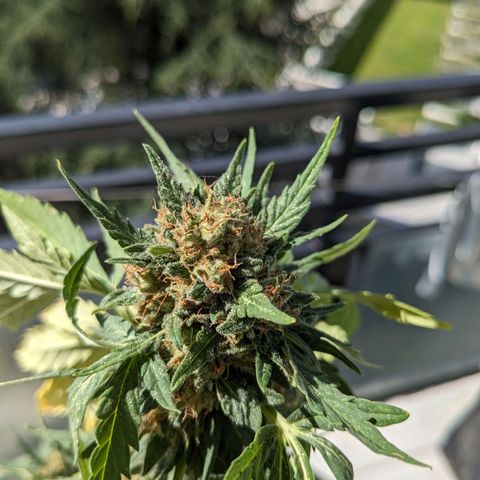 Juliet growlog timeline photo