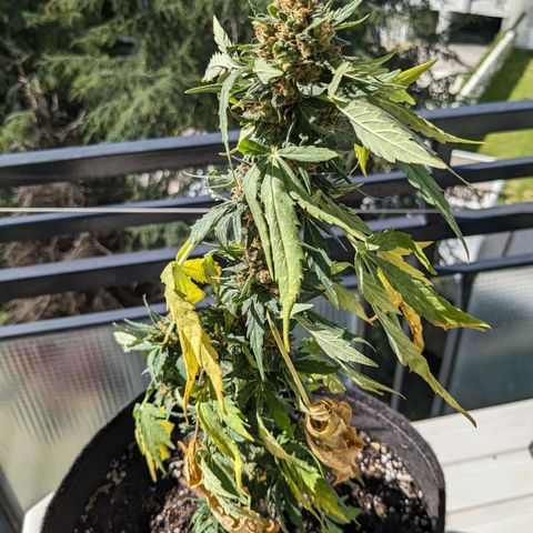 Juliet growlog timeline photo