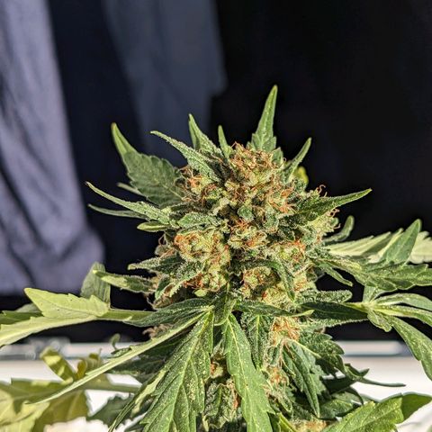 Juliet growlog timeline photo