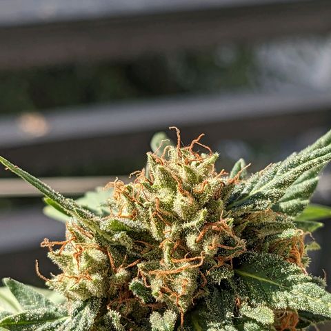 Juliet growlog timeline photo