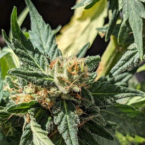 Juliet growlog timeline photo