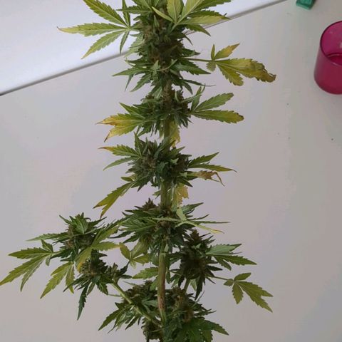 Juliet growlog timeline photo