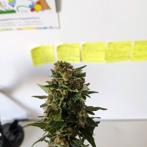 Juliet growlog timeline photo
