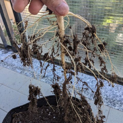 Juliet growlog timeline photo