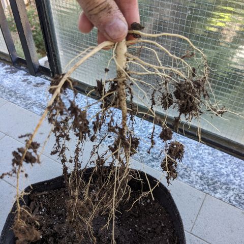 Juliet growlog timeline photo