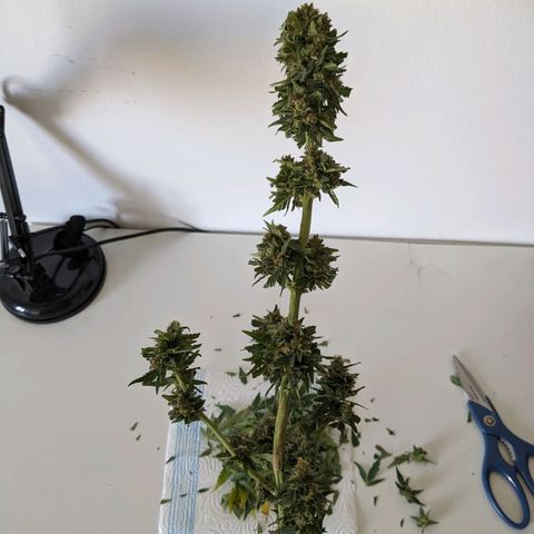Juliet growlog timeline photo