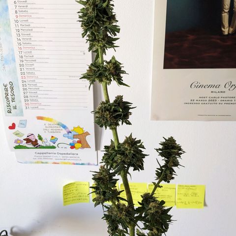 Juliet growlog timeline photo