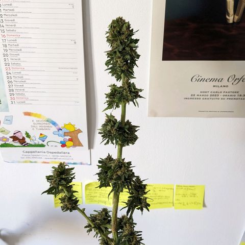 Juliet growlog timeline photo