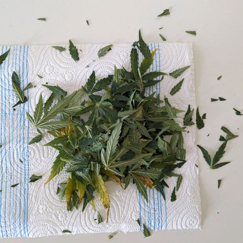 Juliet growlog timeline photo