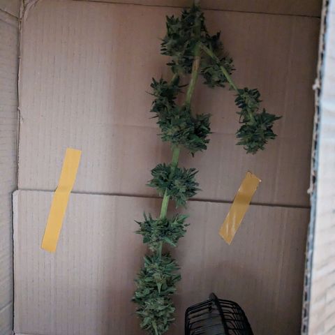 Juliet growlog timeline photo