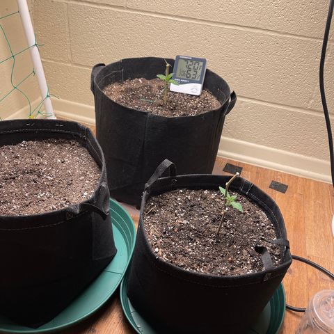 Cheese growlog timeline photo
