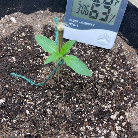 Cheese growlog timeline photo