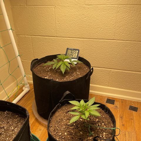 Cheese growlog timeline photo