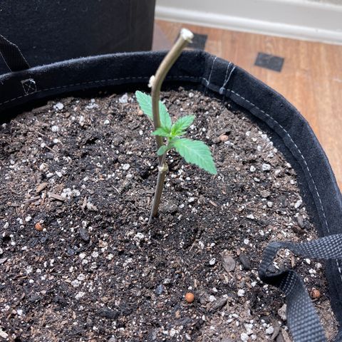 Cheese growlog timeline photo