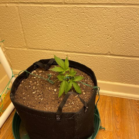 Cheese growlog timeline photo