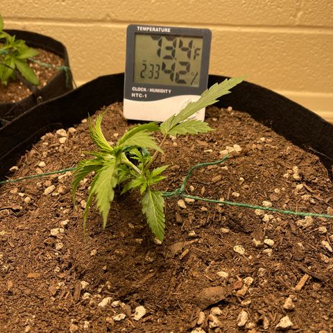 Cheese growlog timeline photo