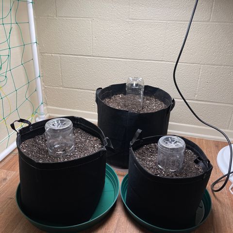 Cheese growlog timeline photo