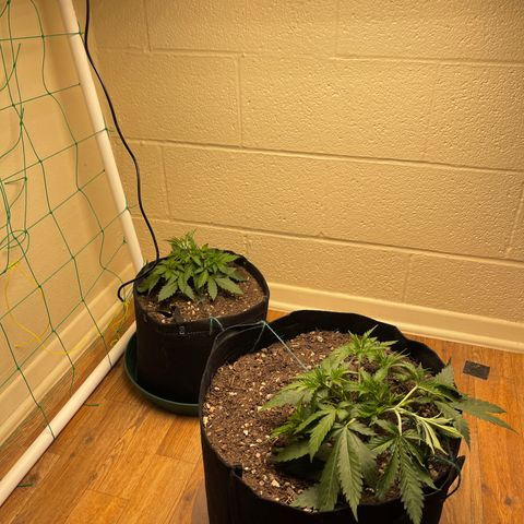 Cheese growlog timeline photo