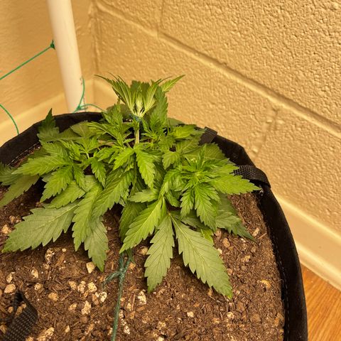 Cheese growlog timeline photo