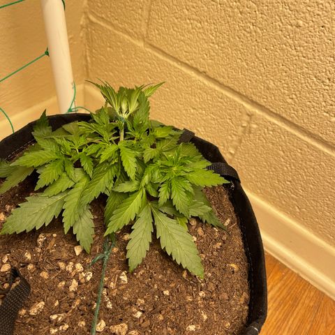 Cheese growlog timeline photo