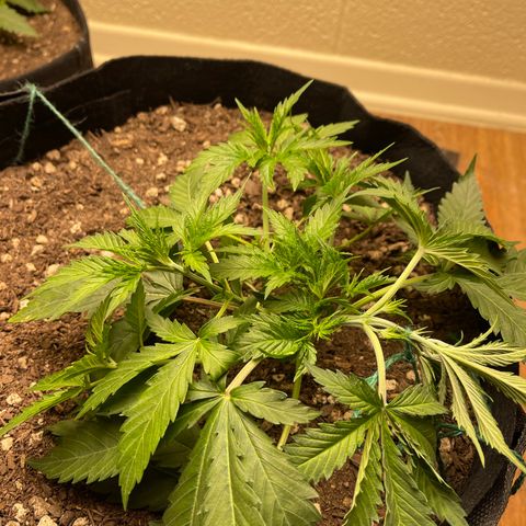 Cheese growlog timeline photo