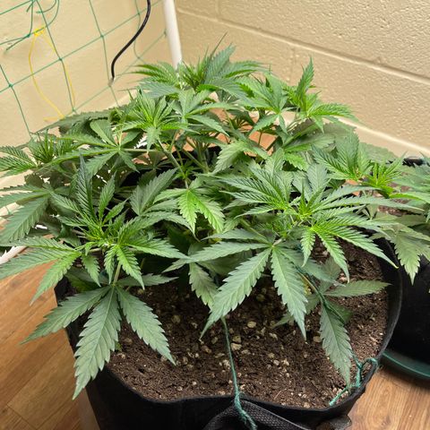 Cheese growlog timeline photo