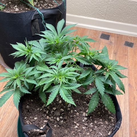 Cheese growlog timeline photo