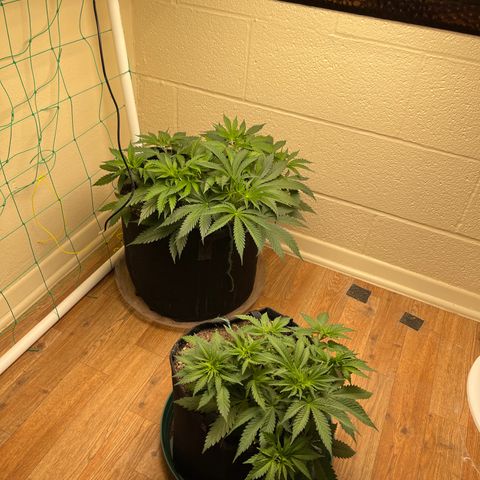 Cheese growlog timeline photo