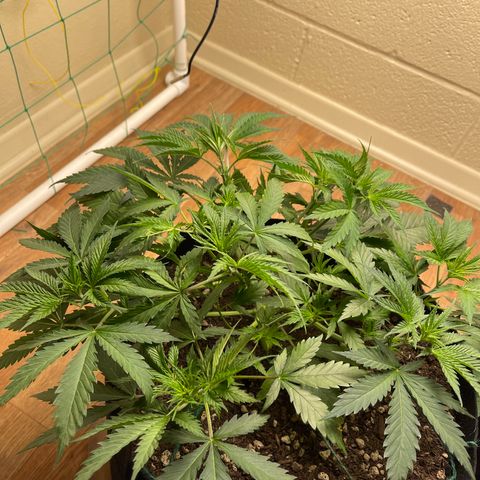 Cheese growlog timeline photo