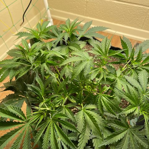 Cheese growlog timeline photo