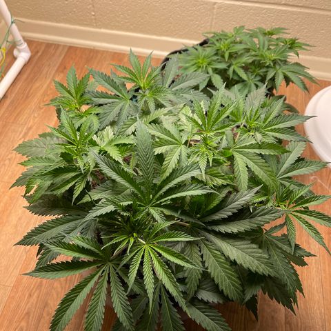Cheese growlog timeline photo