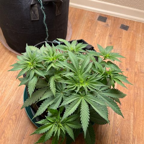 Cheese growlog timeline photo