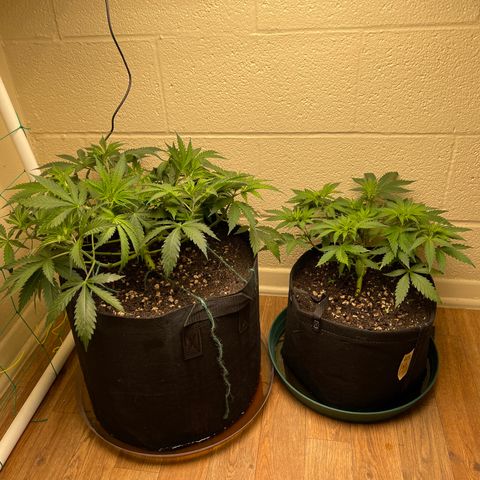 Cheese growlog timeline photo
