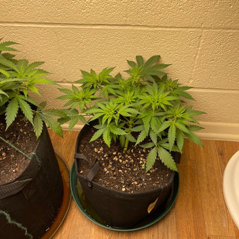 Cheese growlog timeline photo