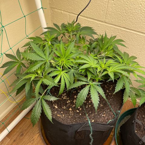 Cheese growlog timeline photo
