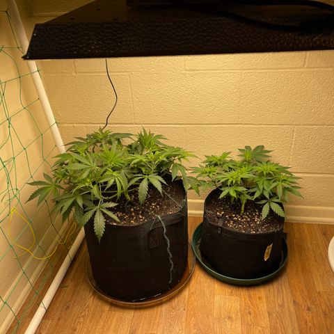 Cheese growlog timeline photo