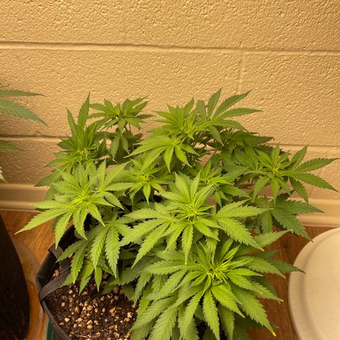 Cheese growlog timeline photo