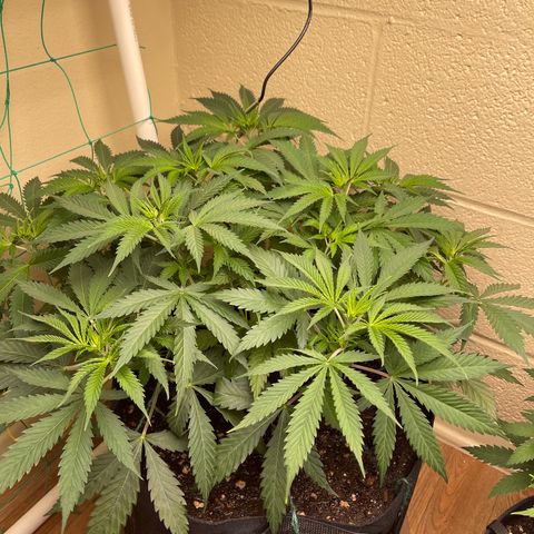 Cheese growlog timeline photo