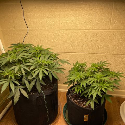 Cheese growlog timeline photo