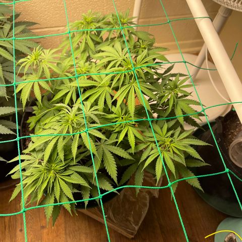 Cheese growlog timeline photo