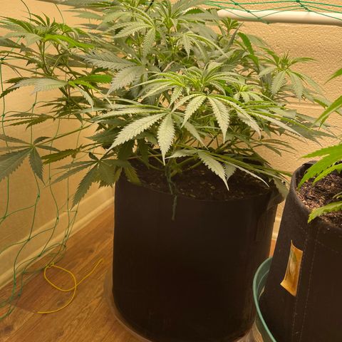 Cheese growlog timeline photo